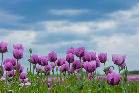 Poppy cultivation in Saxony