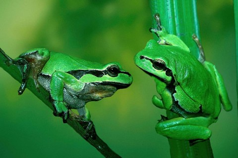 Tree Toads, Tree Frog (Hyla arborea)