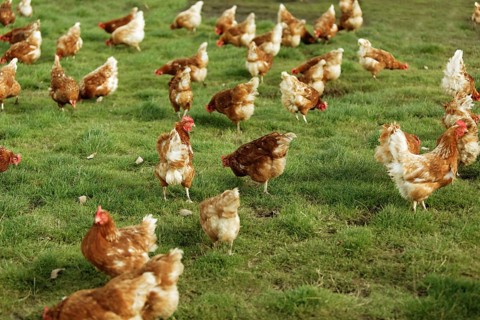 Free-range chickens in a meadow
