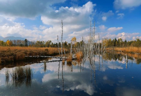 Dead birch trees in a moor, Kendlmühlfilzn raised bog or upland moor, near Grassau, Upper Bavaria,