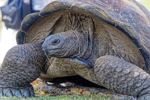 Aldabra giant tortoise (Aldabrachelys gigantea), UNESCO World Heritage Site, Aldabra Atoll,