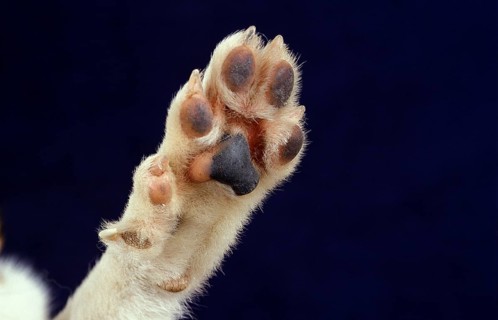 NORGEVIAN LUNDEHUND POINTED, CLOSE-UP OF A PAW