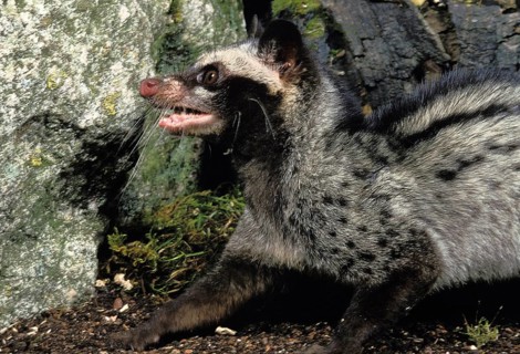 COMMON PALM CIVET (paradoxurus hermaphroditus), ADULT