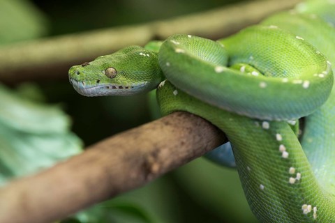 Animal, attack, background, boa, branch, camouflage, close-up, closeup, cold, coldblooded, color,