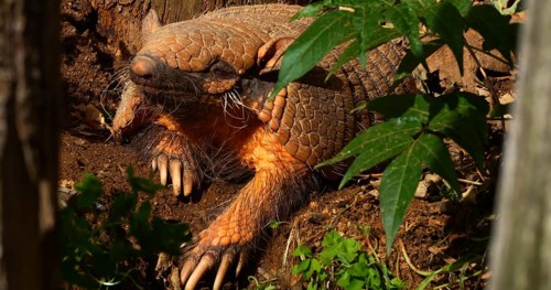 Yellow or Six-banded Armadillo (euphractus sexcinctus), Adult standing at Den Entrance
