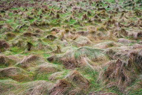 Seagrass meadows, Sylt, Schleswig-Holstein, Germany, Europe