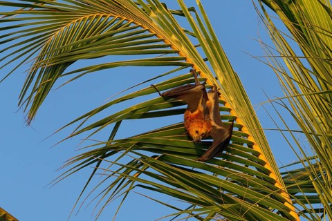 Mauritian flying fox (Pteropus niger) in a palm tree near Le Morne, Mauritius, Africa