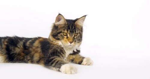 Brown Tortie Blotched Tabby and White Maine Coon Domestic Cat, Female against White Background,