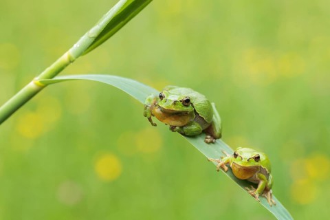 Two European Tree Frogs (Hyla arborea), Kufstein District, North Tirol, Tirol, Austria, Europe