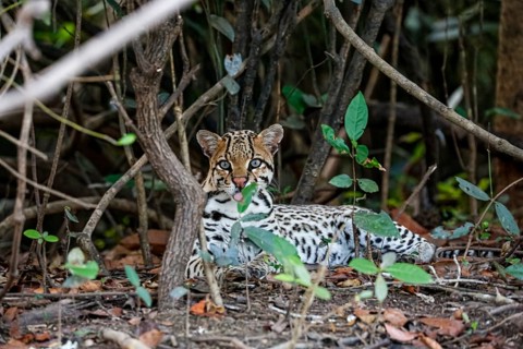 Young Ocelot resting in the undergrowth at a river edge, facing camera, Pantanal Wetlands, Mato