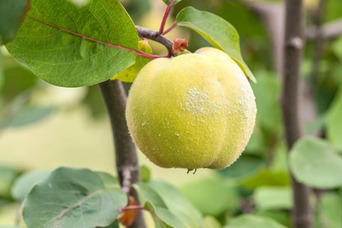 Pear quince (Cydonia oblonga 'Champion')