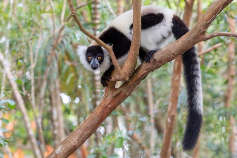 Africa, Madagascar, lemur, lemurs, indri (Indri Indri), Africa