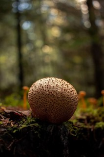 Common earthball (Scleroderma citrinum), close-up, growing on a mossy tree stump surrounded by