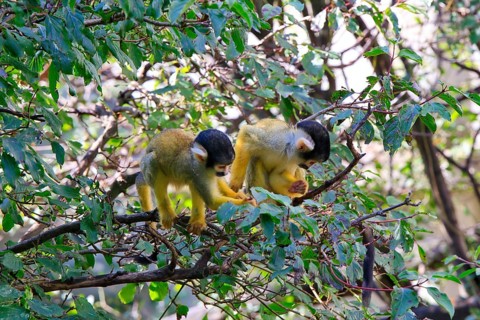 Two monkeys sitting on a branch, surrounded by green leaves and actively participating in their