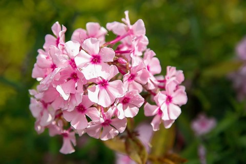 Close-up of pink flowers (Phlox) with a green blurred background, showcasing the blossoms in a
