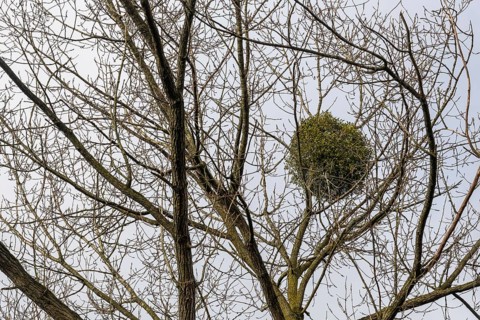 European mistletoe in a tree