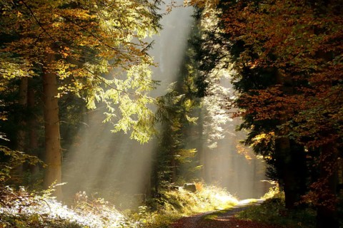 Rays of sunshine shining into the Monbach valley near Bad Liebenzell