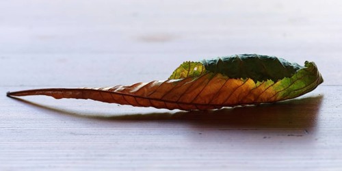 Withered, curled leaves