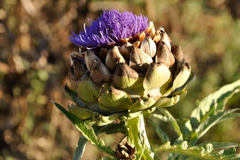 Blooming artichoke in a vegetable garden