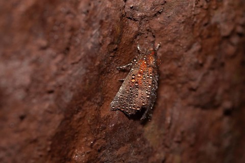 Herald (Scoliopteryx libatrix), other names Cinnamon Owl, Crab Soup Owl, Orange-coloured Scops Owl,
