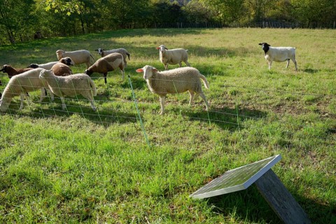 Electric fence for herd protection, wolf prevention, wolf prevention, herd protection measure,