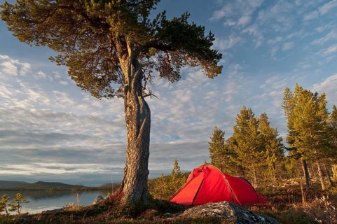Tent at Lake Gutulisjoen, Gutulia National Park, Hedmark Fylke, Norway, Bivouac, Norway, Europe