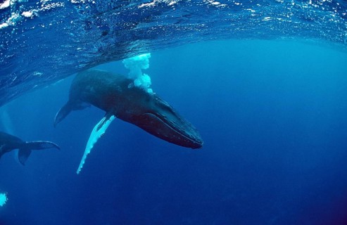 Humpback whale, calf, Megaptera novaeangliae, Silverbanks, Caribbean Sea, Dominican Republic,