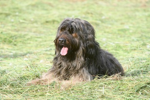 A long-haired fawn-coloured dog lying relaxed in a meadow, Briard, Berger de Brie