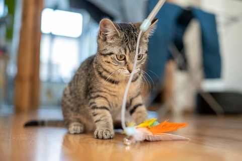 Kitten focussed on a feather toy on a wooden floor