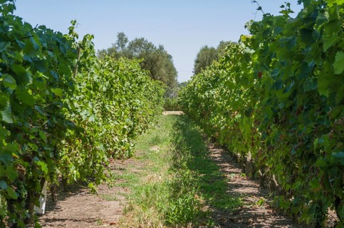 Beautiful vine of European grapes in Uruguayan winery in Canelos region. Moscato grapes