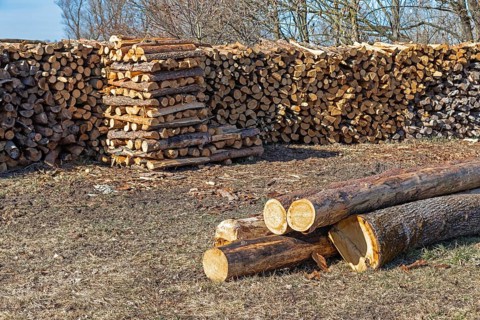 Pile of freshly chopped firewood