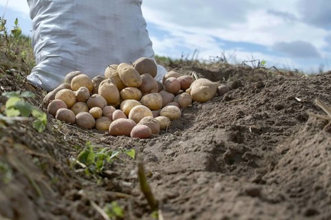 Newly dug potatoes in a organic family farm field, low angle view on rich brown earth in a concept