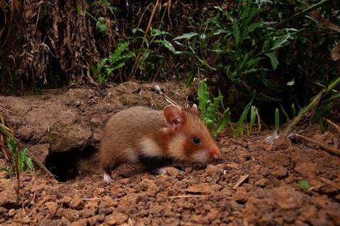 European hamster (Cricetus cricetus), young animal at the burrow, Thuringia
