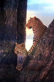 Leopard, with young, 6 months, old, Panthera pardus, Botswana, Botswana, Botswana, Africa