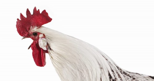 Brakel or Braekel Chicken, a Belgian Breed, Cockerel against White Background