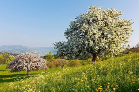 Pear tree, orchard, Deggenhausertal, Baden-Württemberg (Pyrus communis), pear tree, Germany, Europe