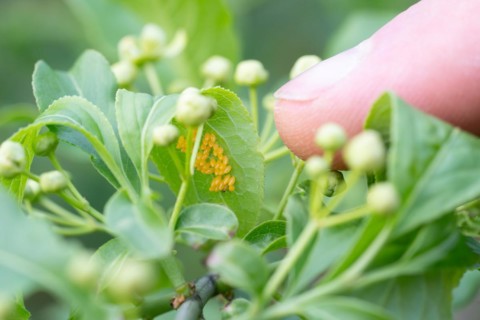 Seven-spott ladybird (Coccinella septempunctata), finger pointing to eggs under a leaf, Velbert,