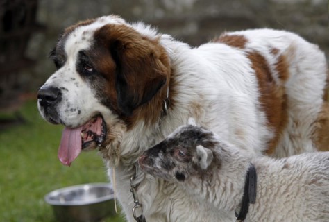 St Bernard with lamb