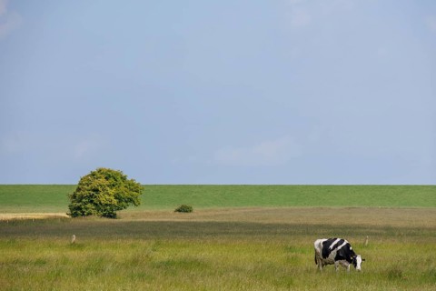 A cow grazing on a wide pasture, in the background is a tree under a blue sky, wangerland, lower