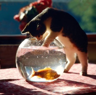 Cat with Goldfish Animal Friendship