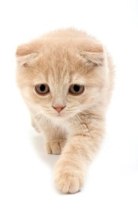 Cream Scottish Fold Domestic Cat, 2 Months Old Kitten against White Background