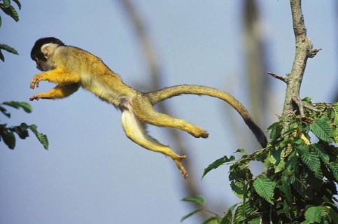 Squirrel Monkey (saimiri sciureus), Adult leaping