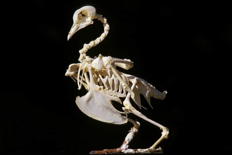 Carrier pigeon, skeleton of an adult against a black background