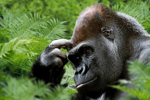 Westen Gorilla, silverback (Gorilla gorilla gorilla)