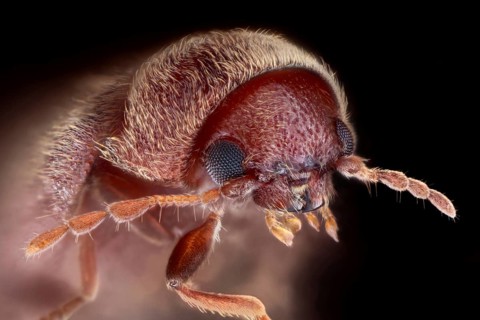 Drugstore beetle (Stegobium paniceum) in front of black background
