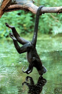 Black Spider Monkey (Ateles paniscus)