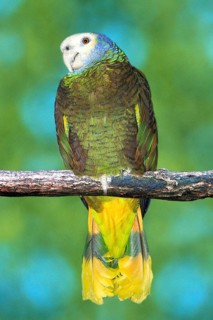 St. Vincent Amazon, Guilding's Amazon (Amazona guildingii), Koenigsamazone, Königsamazone, Karibik,