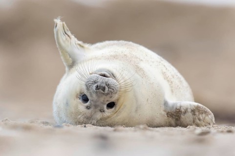 Grey Seal (Halichoerus grypus), Heligoland, Schleswig-Holstein, Germany, Europe