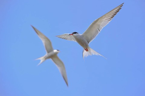 Common terns (Sterna hirundo) , eligible