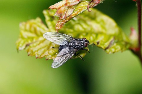 Housefly (musca domestica), Normandy